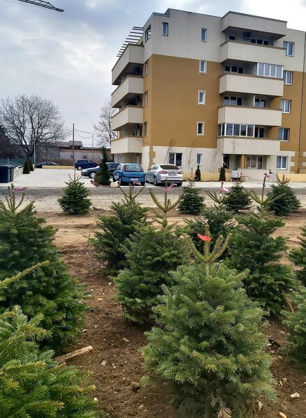 Soseaua Bucuresti-Magurele, zona Calea Rahovei